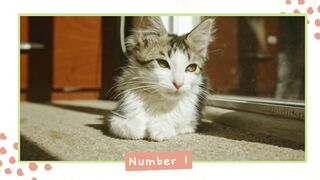 Purrfectly Adorable: Top 5 Cute Cat Compilation That Will Melt Your Heart