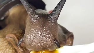 CUTE SNAIL