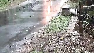 The truck catches fire due to a power line falling on a tree