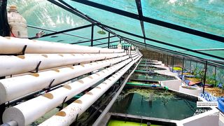 Aquaponics System - Powered by Nature - Zero Waste - Nutrient Recycling - Integrated Fish Farm