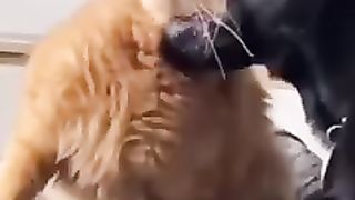 Kita bukan kaum yang lemah,video lucu