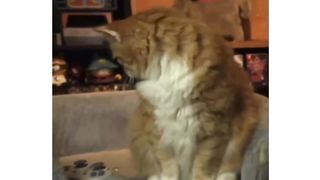 Funny cat get bored