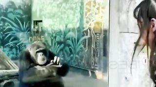 Funny animal videos 6