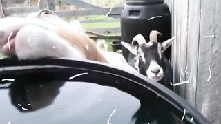 Rolling with Laughter: The Funniest Animals Best Compilation