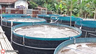 PERTAMA KALINYA BUDIDAYA IKAN NILA BIOFLOK D4 BISA PANEN 500KG