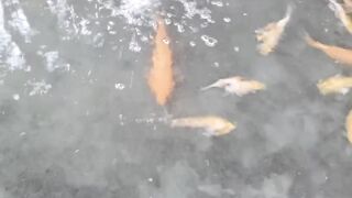 Ikan koi