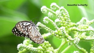 Beautiful butterfly 4