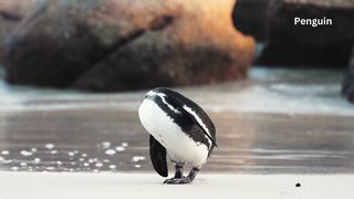 Cute penguin