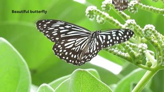 Butterflies perched on flowers