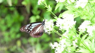 Beautiful butterfly on a tree branch