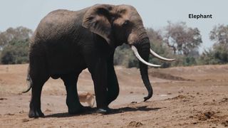big elephant