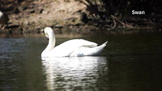 The swan is swimming