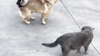 You cant never stop laughing - Funny Moments Of Cats #1