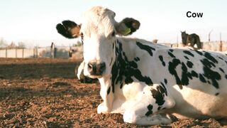 Sitting cow