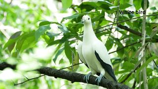 Beautiful white bird