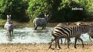 Zebra crossing the river