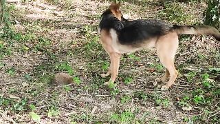 Adorable Dog Discovering a Hedgehog!