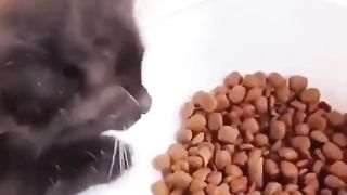 Funny little cat