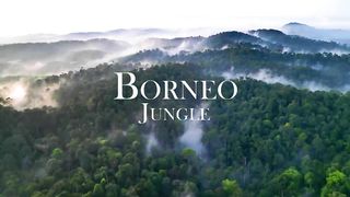 Borneo Jungle Amazing Tropical Rainforest In Asia