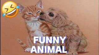 Funny video pets