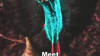 CASSOWARY|THE DEADLIEST BIRD IN THE WORLD