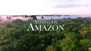 Animals of Amazon 4K - Wildlife in Amazon Jungle _ Rainforest Sounds _ Scenic Relaxation Film