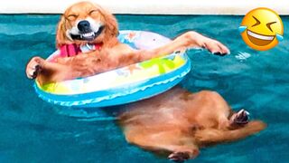 Funny Funny video compilation