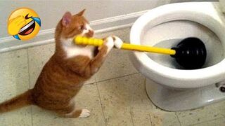 Animaux les plus drôles 2023 ???? Vidéos drôles de chats et de chiens ???????? Partie 29