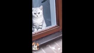 Funny cat and dog compilation videos - Funniest and cutest cats and dogs