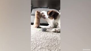 Hilarious Cat CHASES Dog ????Funny Dog And Cat moments for a good mood!
