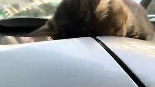 Cat sleeping on hood of car
