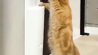 Cats accustomed to the human world