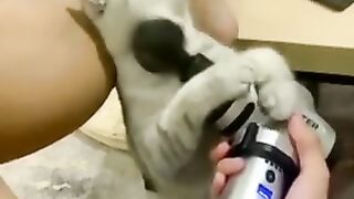 Cat liked the massager.