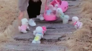 Very Cute Pet