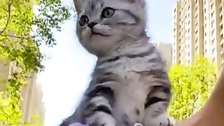 Kitten traveling on shoulder