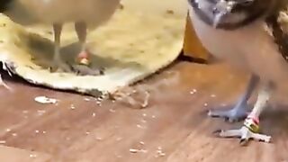 Owl concerned about larvae.