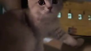 Kitten frightened by typhoon