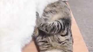 Dog using cat as pillow