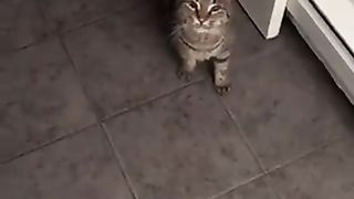 In the bathroom, a cat that talks to you.