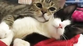 Cat lying down after sticking together