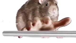Tiktok funny vidéo????