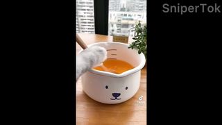 Cat Side of TikTok Compilation 3