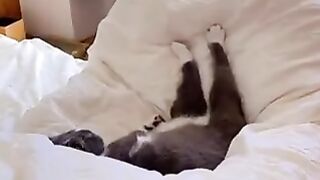 Cat sleeping with its legs stretched out before its owner.