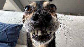 Best Of Funny animals Of 2023