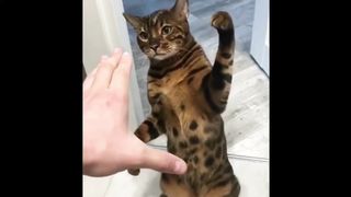 Funniest cat Compilation 2023