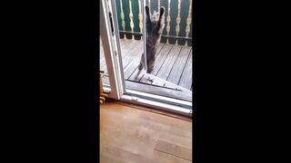 ????YOU LAUGH YOU LOSE! ????Funny Moments Of Cats Videos Compilation - Funny Cats Life 9