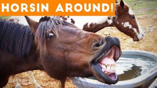 Funniest Horse Videos of 2018 Weekly Compilation | Funny Pet Videos