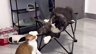 Cute cat and fanny part 1