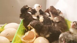 Daily old chicken