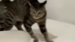 IL VA NOUS FAIRE LA FÊTE ! ????????